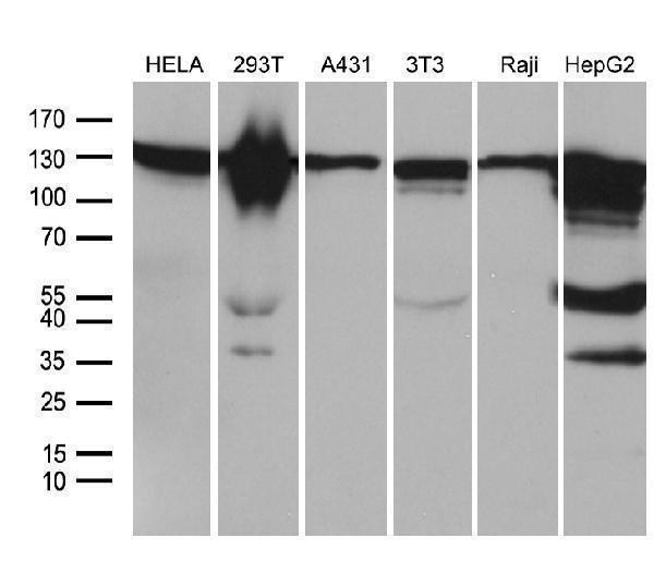 Western blot analysis of extracts (35ug) from 6 different cell lines by using anti-ZHX2 monoclonal antibody (1:500)