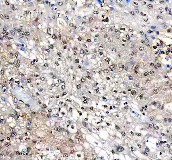 IHC analysis of SUOX using anti-SUOX antibody (M05838-1)