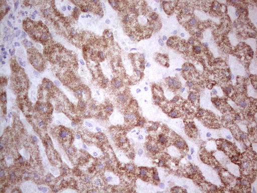 m05838 anti suox mouse monoclonal antibody clone id oti5a2 ihc testing 2