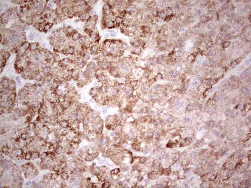 m05838 anti suox mouse monoclonal antibody clone id oti5a2 ihc testing 3