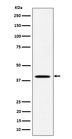Western blot analysis of DLX3 expression in JAR cell lysate.