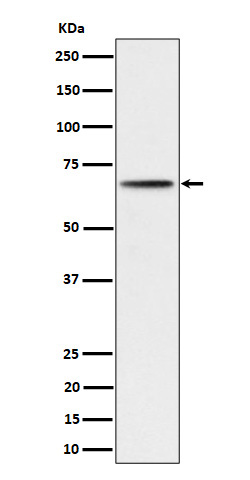 Western blot analysis of Phospho-P70 S6 Kinase beta (S371) expression in 293 cell lysate