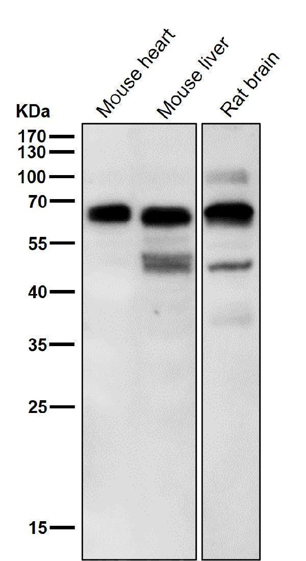 All lanes use the Antibody at 1:6K dilution for 1 hour at room temperature