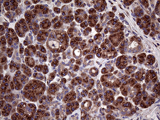 m05847 anti sec23b mouse monoclonal antibody clone id oti8g4 ihc testing 3