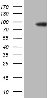 m05847 anti sec23b mouse monoclonal antibody clone id oti8g4 wb testing 1