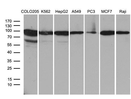 m05847 anti sec23b mouse monoclonal antibody clone id oti8g4 wb testing 2