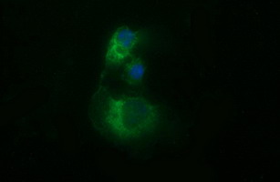 m05849 anti tubb2b mouse monoclonal antibody clone id oti6d11 if testing 5