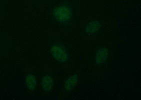 m05849 anti tubb2b mouse monoclonal antibody clone id oti6d11 if testing 6