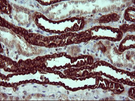 m05849 anti tubb2b mouse monoclonal antibody clone id oti6d11 ihc testing 4