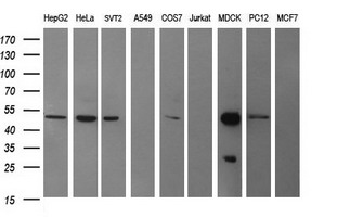 Western blot analysis of extracts (35ug) from 9 different cell lines by using anti-TUBB2B monoclonal antibody (HepG2: human; HeLa: human; SVT2: mouse; A549: human; COS7: monkey; Jurkat: human; MDCK: canine; PC12: rat; MCF7: human)