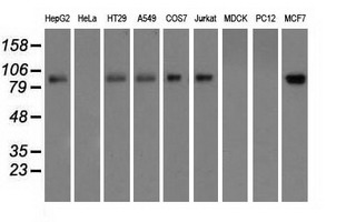 m05856 anti h6pd mouse monoclonal antibody clone id oti2a7 wb testing 3