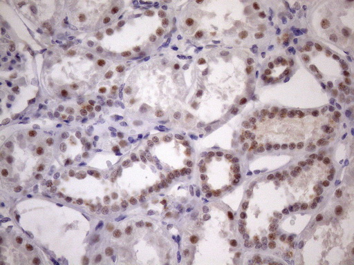 m05860 anti sfrs9 srsf9 mouse monoclonal antibody clone id oti5g7 ihc testing 12