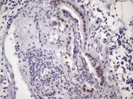 m05860 anti sfrs9 srsf9 mouse monoclonal antibody clone id oti5g7 ihc testing 5