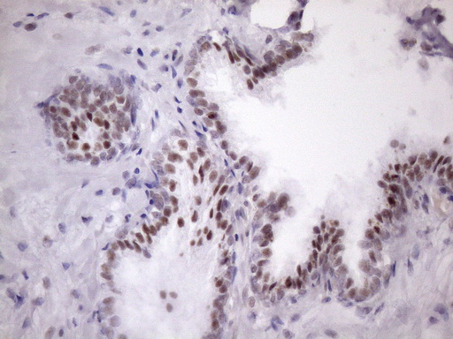 m05860 anti sfrs9 srsf9 mouse monoclonal antibody clone id oti5g7 ihc testing 7
