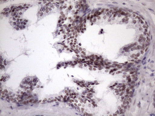 m05860 anti sfrs9 srsf9 mouse monoclonal antibody clone id oti5g7 ihc testing 8