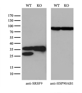 m05860 anti sfrs9 srsf9 mouse monoclonal antibody clone id oti5g7 wb testing 2