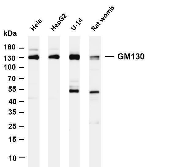 m05865 3 golga2 primary antibodies wb testing 1