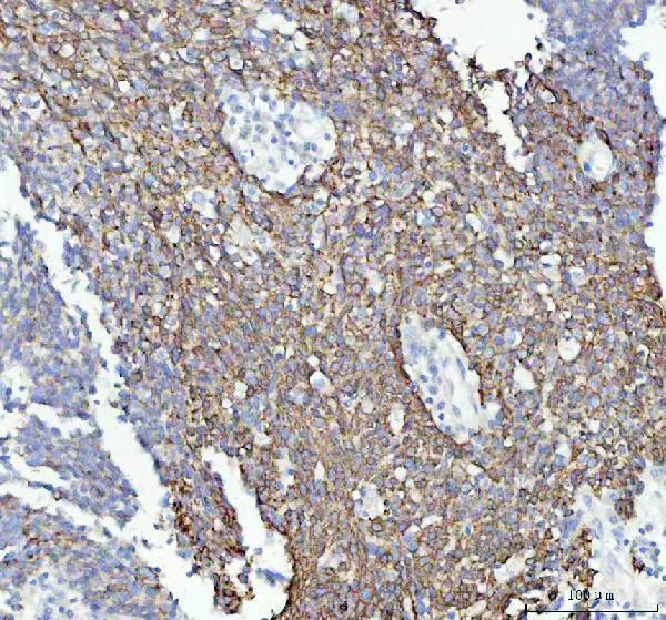 m05865 gm130 primary antibodies ihc testing 4