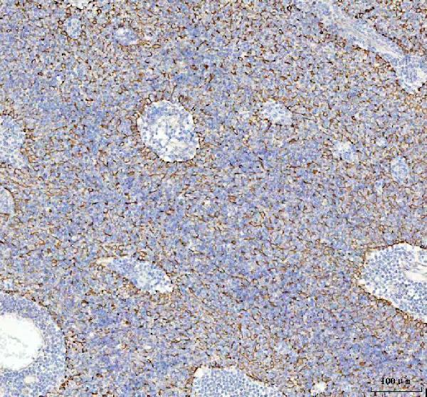 m05865 gm130 primary antibodies ihc testing 5