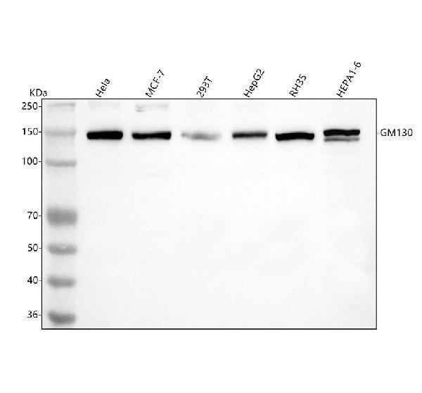 m05865 gm130 primary antibodies wb testing 1