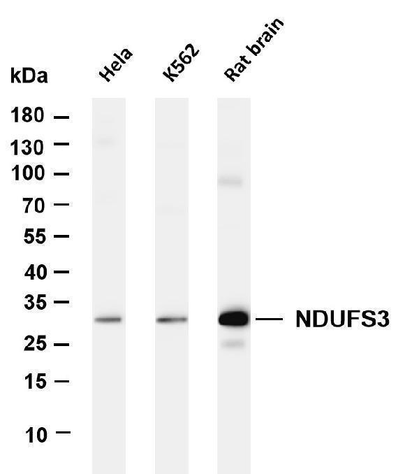 m05867 2 ndufs3 primary antibodies wb testing 1