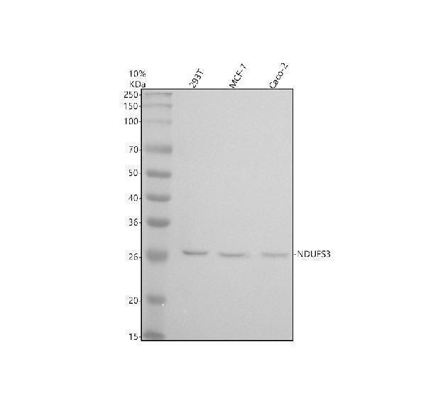 m05867 ndufs3 primary antibodies wb testing 1_1