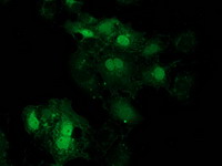 m05869 1 anti eif4el3 eif4e2 mouse monoclonal antibody clone id oti1f11 if testing 8
