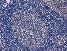 m05869 1 anti eif4el3 eif4e2 mouse monoclonal antibody clone id oti1f11 ihc testing 6