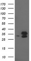 HEK293T cells were transfected with the pCMV6-ENTRY control (Left lane) or pCMV6-ENTRY EIF4E2 (Right lane) cDNA for 48 hrs and lysed