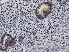 m05869 anti eif4el3 eif4e2 mouse monoclonal antibody clone id oti1f2 ihc testing 4