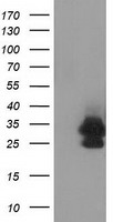 HEK293T cells were transfected with the pCMV6-ENTRY control (Left lane) or pCMV6-ENTRY EIF4E2 (Right lane) cDNA for 48 hrs and lysed