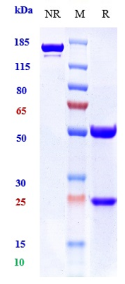 Anti-DLL3 Reference Antibody (rovalpituzumab-MMAE) on SDS-PAGE under reducing (R) condition