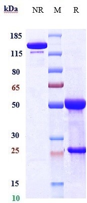 Anti-DLL3 Reference Antibody (Dragonfly patent anti-DLL3) on SDS-PAGE under reducing (R) condition