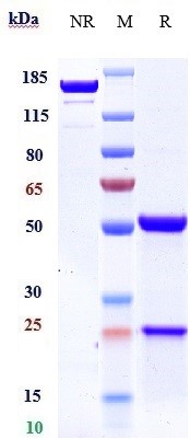 Anti-DLL3 Reference Antibody (rovalpituzumab) on SDS-PAGE under reducing (R) condition