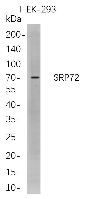 m05873 1 srp72 primary antibodies wb testing 1