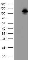 m05875 anti dpp8 mouse monoclonal antibody clone id oti1d2 wb testing 1