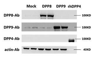 m05875 anti dpp8 mouse monoclonal antibody clone id oti1d2 wb testing 2