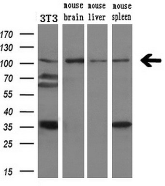 m05875 anti dpp8 mouse monoclonal antibody clone id oti1d2 wb testing 4