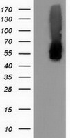 m05876 1 anti calcoco2 mouse monoclonal antibody clone id oti2d11 wb testing 1