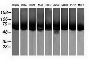 m05876 1 anti calcoco2 mouse monoclonal antibody clone id oti2d11 wb testing 2