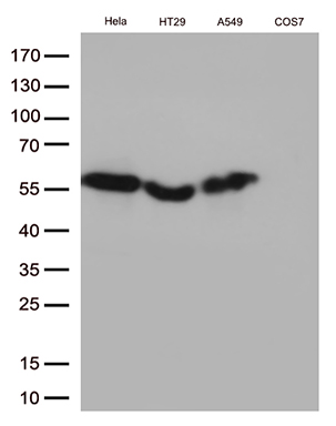 m05876 1 anti calcoco2 mouse monoclonal antibody clone id oti2d11 wb testing 3