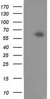 m05876 anti calcoco2 mouse monoclonal antibody clone id oti4h5 wb testing 1