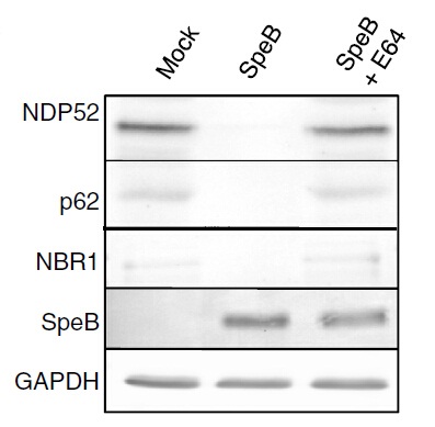 m05876 anti calcoco2 mouse monoclonal antibody clone id oti4h5 wb testing 2