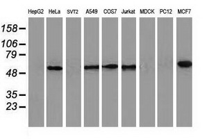 m05876 anti calcoco2 mouse monoclonal antibody clone id oti4h5 wb testing 4