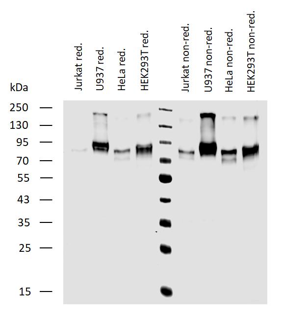 Western blotting analysis of human CD164 expression in various cell lines under reducing and non-reducing conditions using mouse monoclonal antibody 67D2