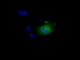 m05891 anti nit2 mouse monoclonal antibody clone id oti3d5 if testing 8