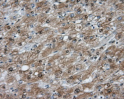 m05891 anti nit2 mouse monoclonal antibody clone id oti3d5 ihc testing 6