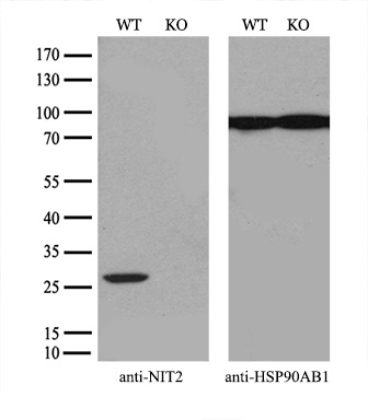 m05891 anti nit2 mouse monoclonal antibody clone id oti3d5 wb testing 3