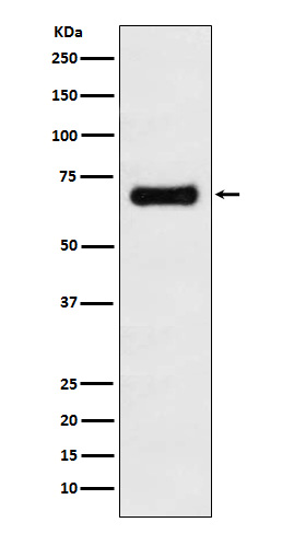 Western blot analysis of GRASP65 expression in MCF7 cell lysate