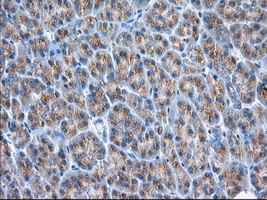 m05896 anti grasp65 gorasp1 mouse monoclonal antibody clone id oti5g8 ihc testing 4
